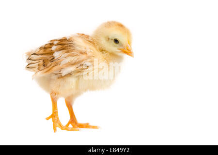 Chick/ bébé poulet jaune sur fond isolé Banque D'Images