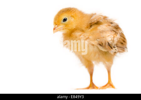 Chick/ baby chicken regardant la caméra, fond isolé Banque D'Images