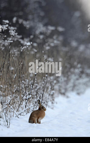 Lièvre brun Lepus europeaus dans la neige le long hiver Norfolk bocage Banque D'Images