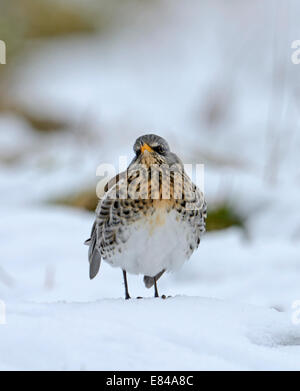 L'alimentation f Turdus Fieldfare sur les pommes dans la neige Norfolk Banque D'Images