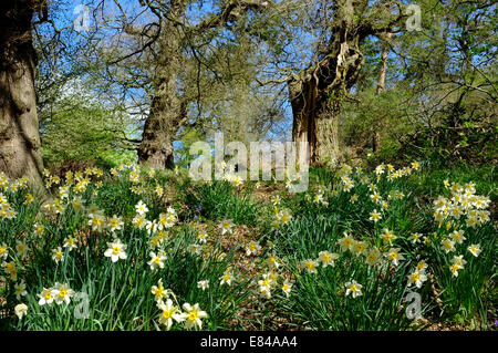 Les jonquilles au printemps en El Saladillo Bois Norfolk Banque D'Images