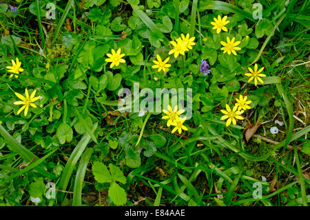 Lesser Celandine Ranunculus ficaria El Saladillo Bois printemps Norfolk Banque D'Images