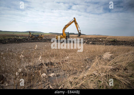 Gratter Création et maintenance sur le CLAJ / Salthouse Norfolk Réserver Trust la faune Banque D'Images