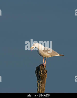 Goéland argenté Larus argentatus appelant adultes Norfolk Banque D'Images