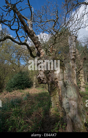 Étêtés ancienne chêne en bois El Saladillo North Norfolk début du printemps Banque D'Images