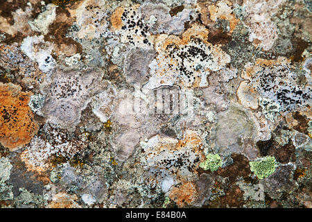 Différents types de lichens sur une pierre, close-up Banque D'Images