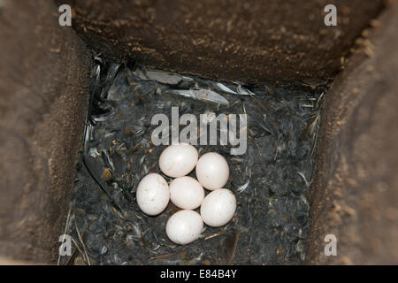 Chouette naine Glaucidium passerinum eurasien oeufs à l'intérieur de la Finlande de nichoirs Avril Banque D'Images