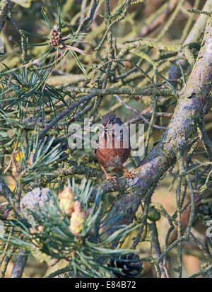 Dartford Warbler Sylvia undata apportant nourriture retour au nid North Norfolk peut