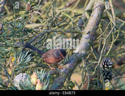 Dartford Warbler Sylvia undata apportant nourriture retour au nid North Norfolk peut