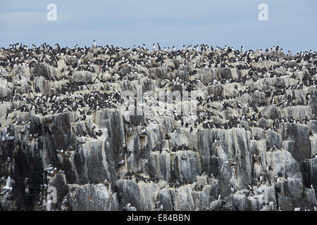 Guillemot marmette commune commune (Uria aalge) colonie sur l'île d'agrafage Iles Farne Northumberland Banque D'Images