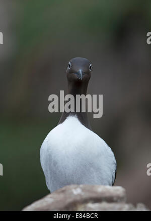 (Commun) formulaire) Guillemot marmette de Troïl (Uria aalge) Inner Farne Iles Farne Northumberland Banque D'Images