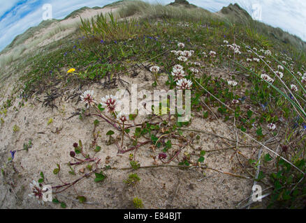 Flore y compris le Trèfle blanc Trifolium repens de plus en plus mou au niveau des dunes de sables bitumineux Aberdeensh Forvie National Nature Reserve Banque D'Images
