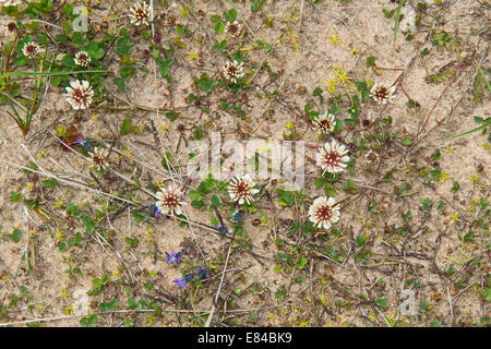 Flore y compris le Trèfle blanc Trifolium repens de plus en plus mou au niveau des dunes de sables bitumineux Aberdeensh Forvie National Nature Reserve Banque D'Images