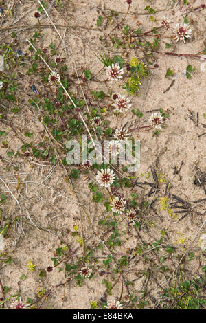 Flore y compris le Trèfle blanc Trifolium repens de plus en plus mou au niveau des dunes de sables bitumineux Aberdeensh Forvie National Nature Reserve Banque D'Images
