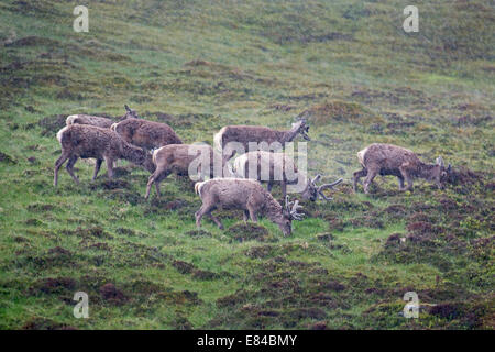 Red Deer Cervus elaphus dans Heavy Rain sur flanc de Speyside Ecosse Cairngorm Banque D'Images