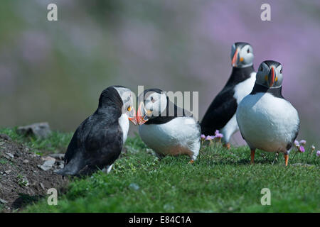 Macareux moines (Fratercula arctica) et facturation interraction sociale' Établissement"Sumburgh Head Juin Shetland Banque D'Images