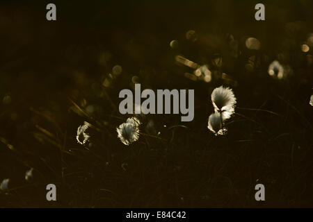 Eriophorum angustifolium Linaigrette commun Hermaness National Nature Reserve Unst Shetland Juin Banque D'Images