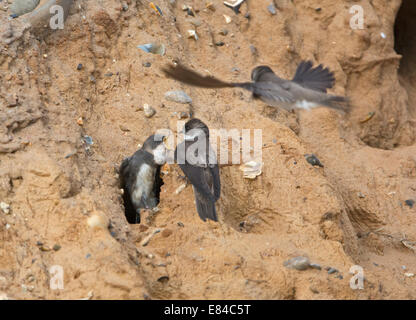 Riparia riparia Sand Martin nourrir les jeunes au nid à la colonie n de falaises de grès North Norfolk Banque D'Images