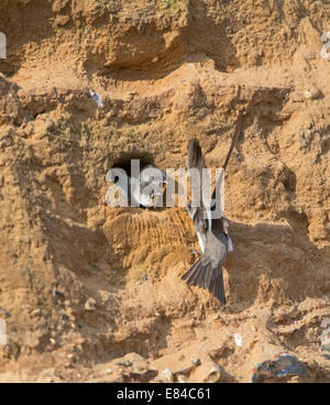 Riparia riparia Sand Martin nourrir les jeunes au nid à la colonie n de falaises de grès North Norfolk Banque D'Images