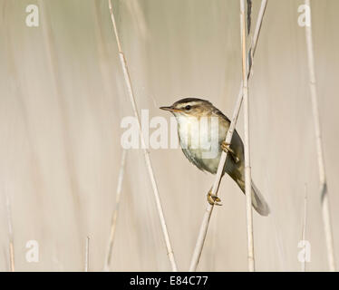 Phragmite des joncs Acrocephalus schoenobaenus Claj Norfolk Banque D'Images