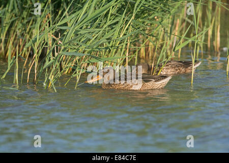 Canard souchet Anas clypeata Juillet Norfolk Claj immatures Banque D'Images