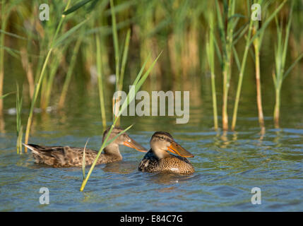 Canard souchet Anas clypeata Juillet Norfolk Claj immatures Banque D'Images