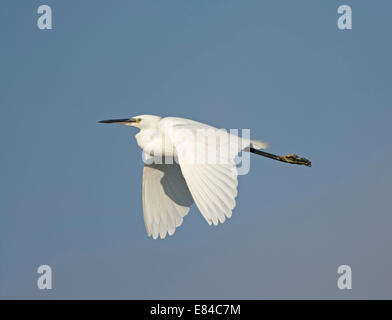 Aigrette garzette Egretta garzetta Claj Norfolk Banque D'Images