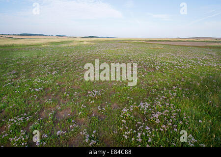 Salicornia europaea salicorne et lavande de mer Salthouse Norfolk Juillet Banque D'Images