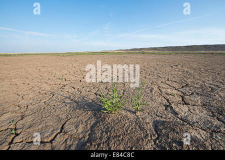 Samphire Salicornia europea Salthouse Norfolk Juillet Banque D'Images