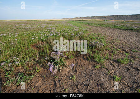 Salicornia europaea salicorne et lavande de mer Salthouse Norfolk Juillet Banque D'Images