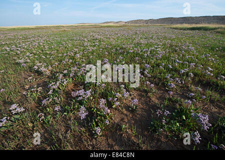 Salicornia europaea salicorne et lavande de mer Salthouse Norfolk Juillet Banque D'Images