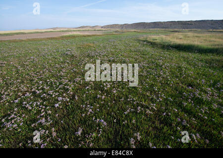 Salicornia europaea salicorne et lavande de mer Salthouse Norfolk Juillet Banque D'Images