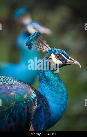 Vue de côté si deux mâles colorés Peafowls regardant la caméra. Banque D'Images