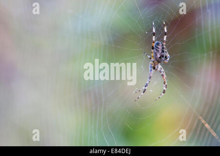 Araneus diadematus. Orb weaver commun sur un site web d'araignée dans un jardin anglais Banque D'Images