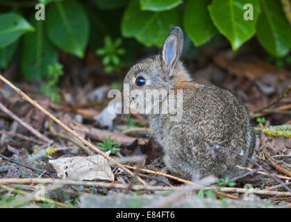 Juvenile européen Lapin (Oryctolagus cuniculus), Royaume-Uni Banque D'Images