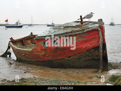 Seagull perché sur une épave de bateau sur un estuaire à marée dans le Suffolk, UK Banque D'Images