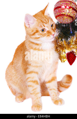 Chat rouge près de l'arbre de Noël branches Banque D'Images