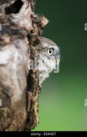 Chouette chevêche (Athene noctua) scrutant d'un nid dans un tronc d'arbre Banque D'Images