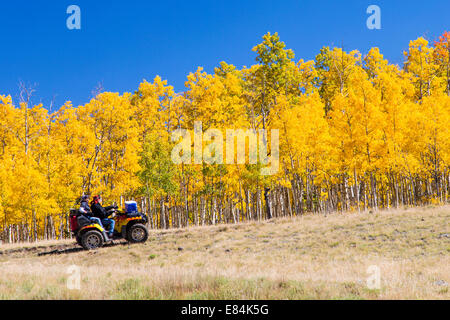 Les touristes sur les VTT Profitez d'automne feuillage & couleurs d'automne, Aspen Ridge, le centre du Colorado, USA Banque D'Images