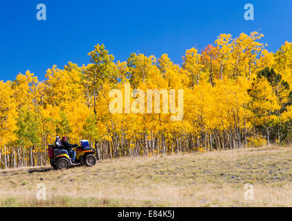 Les touristes sur les VTT Profitez d'automne feuillage & couleurs d'automne, Aspen Ridge, le centre du Colorado, USA Banque D'Images