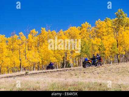 Les touristes sur les VTT Profitez d'automne feuillage & couleurs d'automne, Aspen Ridge, le centre du Colorado, USA Banque D'Images