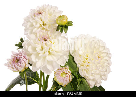 Dahlia fleurs blanc isolé sur fond blanc Banque D'Images