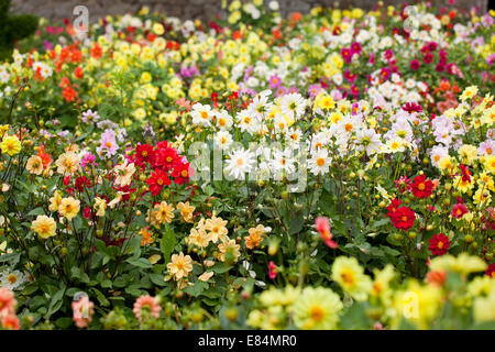 Gros plan de la floraison mixte de Dahlias dans un jardin anglais, Angleterre, Royaume-Uni Banque D'Images