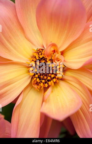 Gros plan sur une magnifique dahlia couleur abricot, Angleterre, Royaume-Uni Banque D'Images