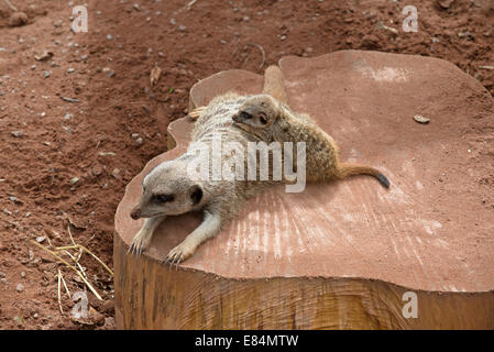 Meerkat femelle avec son petit zoo Dartmoor à Devon, Angleterre Royaume-uni La cub est de six semaines Banque D'Images