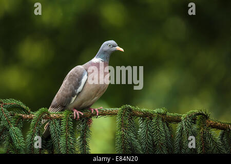 Bois commun pigeon (Columba palumbus) Banque D'Images