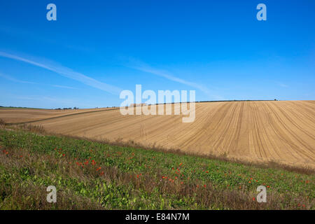 Paysage d'automne avec des fleurs de pavot sur fond de champs de chaume à motifs sous un ciel bleu Banque D'Images