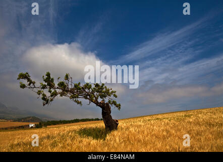 Vieux Lemon Tree dans un champ d'orge près de Colmenar, la province de Malaga, Andalousie, Espagne Banque D'Images