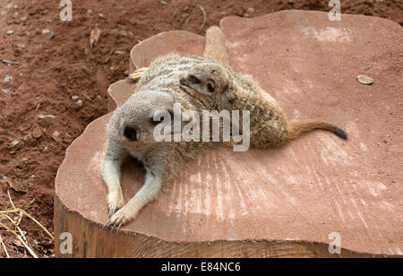 Meerkat femelle avec son petit zoo Dartmoor à Devon, Angleterre Royaume-uni La cub est de six semaines Banque D'Images