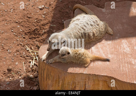 Meerkat femelle avec son petit zoo Dartmoor à Devon, Angleterre Royaume-uni La cub est de six semaines Banque D'Images